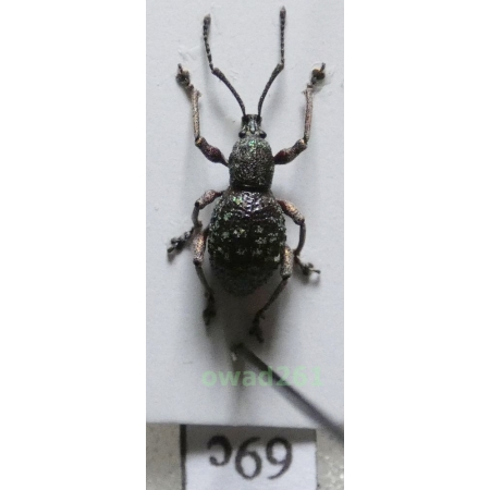 Neopyrgops sp. Heller, 1913 Philippines69c